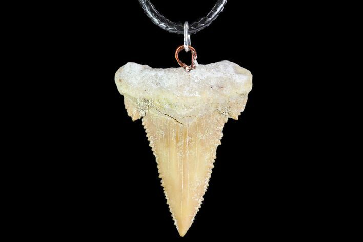 Fossil Shark (Palaeocarcharodon) Tooth Necklace -Morocco #110027